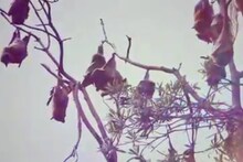 গাছে উলটো হয়ে ঝুলে শয়ে শয়ে বাদুড়, বাঁকুড়ার এই গ্রামে ঢুকলেই হতবাক হবেন