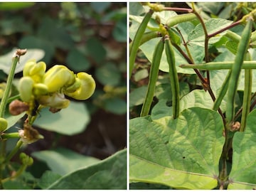 মুগ