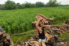 ভয়ঙ্কর তিস্তায় ভেসে আসে জীবন জ্বালানি