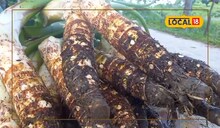 লোভনীয় এই খাবার পাতে পড়লেই জিভে জল, এই সব্জি চাষ করে হচ্ছে বিপুল লাভ!