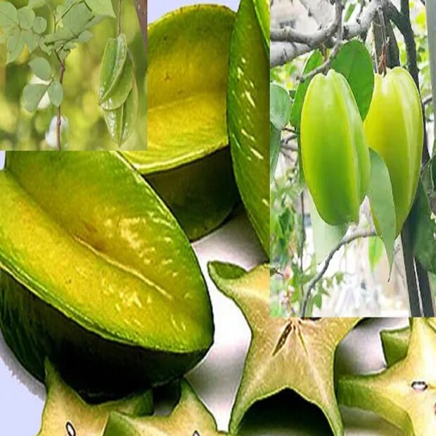 এই ফল অ্যান্টিঅক্সিডেন্ট উপাদানে ভরপুর। এটি ত্বকের স্বাস্থ্যের উন্নতির পাশাপাশি চুলেরও বৃদ্ধিতে সাহায্য করে।