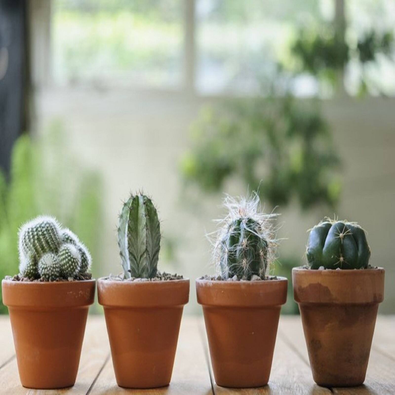 Vastu Tips Cactus Plant বাড়িতে ক্যাকটাস রাখা কি ভাল, নাকি সংসারে দুঃসময় আসে? কী বলছে