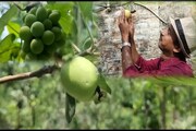 মুর্শিদাবাদে ভরা গরমেই ফলেছে কাশ্মীরের আপেল!