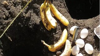 মাটির মধ্যে গর্ত করে কলা আর ডিম ভেঙে ছড়িয়ে দিলেন এক ব্যক্তি, এর পরেই ঘটল ম্যাজিক!