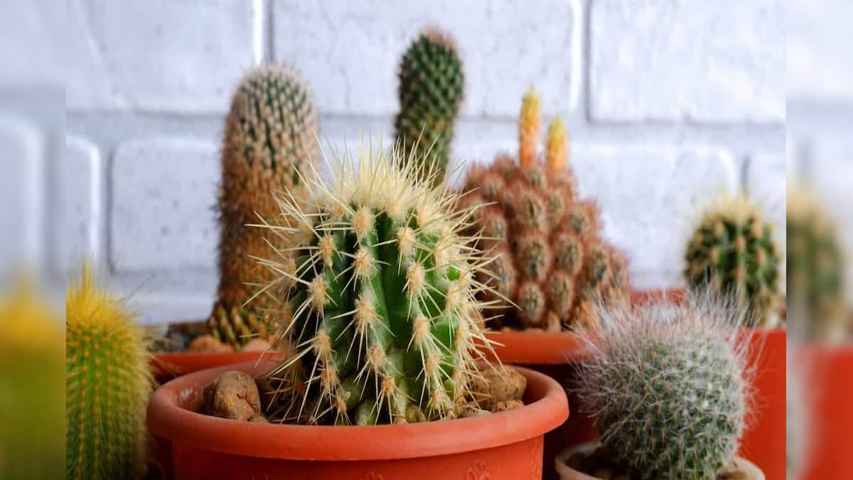 Vastu Tips Cactus Plant বাড়িতে ক্যাকটাস রাখা কি ভাল, নাকি সংসারে দুঃসময় আসে? কী বলছে