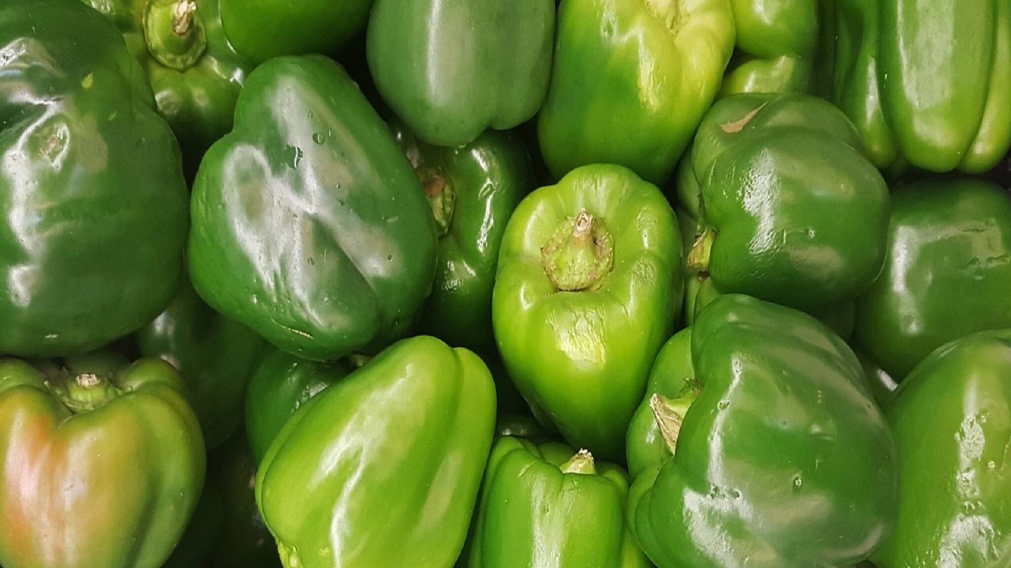 Annadata : খোলা মাঠে ক্যাপসিকাম চাষ, দেখুন অন্নদাতা