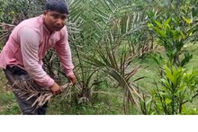উৎকৃষ্ট মানের সৌদি আরবের ‘আজওয়া’ খেজুর এখন চাষ হচ্ছে উত্তর দিনাজপুরে 