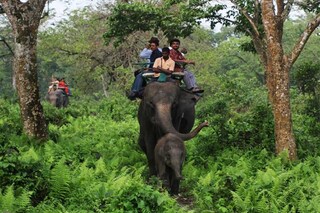 বক্সা-জয়ন্তী-জলদাপাড়া ভ্রমণ নয় (ফাইল ছবি)
