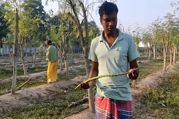 সজনে