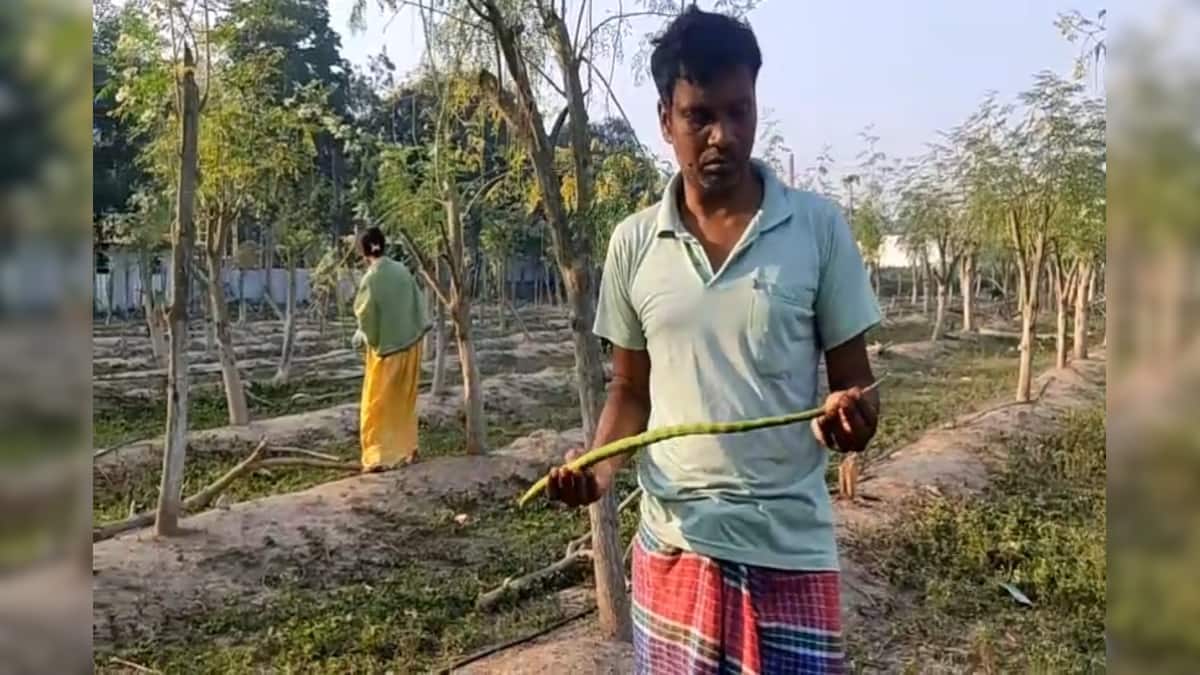 বারোমাসই ফলে এই সজনে ডাঁটা! চাষ করে সাফল্যের স্বপ্ন, দ্বিগুণ হতে পারে লাভ বারোমাসই ফলে এই সজনে ডাঁটা! চাষ করে সাফল্যের স্বপ্ন, দ্বিগুণ হতে পারে লাভ