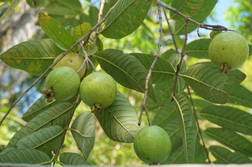 পেয়ারার উপকারিতা পেয়ারা খাওয়া যে কতখানি স্বাস্থ‍্যকর। সেই নিয়ে বিস্তারিত আলোচনা করেছেন ডাঃ সুষমা। ভিটামিস সি-তে ভরপুর: পেয়ারাতে প্রচুর পরিমাণে ভিটামিন C। ফলে দেহের ইমিউন সিস্টেম বাড়ায়। কোলাজিন সিন্থেসিস বাড়িয়, যা ত্বকের পক্ষে উপকারি। 