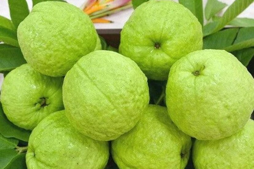 প্রচুর পরিমাণে ফাইবার উপাদান: পেয়ারাতে প্রচুর পরিমাণে ফাইবার রয়েছে। যা হজমে সহায়তা করে, তৃপ্তি বাড়ায় এবং কোষ্ঠকাঠিন্য প্রতিরোধ করে।