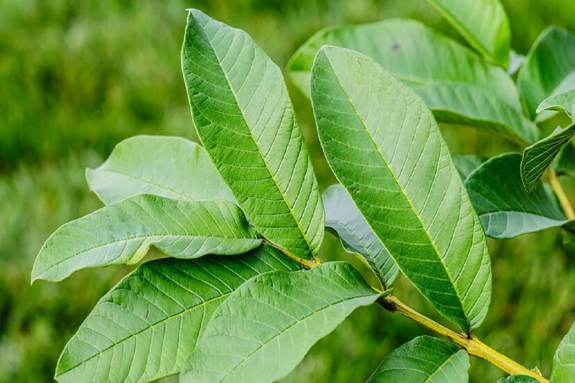 জানলে অবাক হবেন, শুধু পেয়ারা নয় এর পাতাও স্বাস্থের জন্য উপকারী। বিশেষ করে ডায়াবিটিস নিয়ন্ত্রণ করতে পেয়ারা বা এর পাতা দুর্দান্ত কার্যকরী বলে প্রমাণিত।