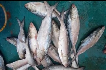মৎস্য