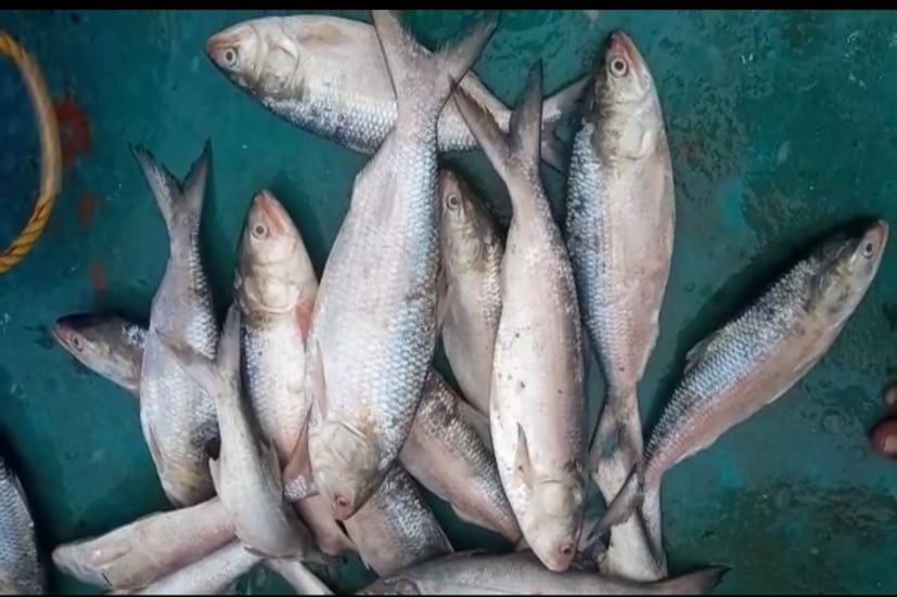 মোটামুটি ৯০০ গ্রাম থেকে এক কেজি ওজনের ইলিশের পাইকারি দর এখন ১২০০-১৫০০ টাকা টাকা কেজি।