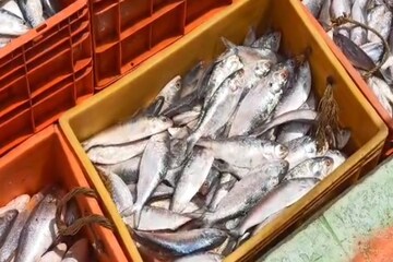 কোন মাছ সারা বিশ্বে সব থেকে বেশি খাওয়া হয়? ইলিশ কত নম্বরে? অবাক হবেন শুনে