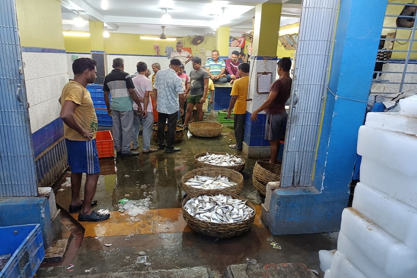 এরপর ধাপে ধাপে ডায়মন্ড হারবার, কাকদ্বীপ, নামখানা সহ একাধিক মৎস‍্যবন্দর ও বাজারগুলিতে ইলিশ আসতে শুরু করবে। এবছর মরশুমের প্রথম থেকেই ইলিশ মাছের কিছুটা ঘাটতি দেখা যাচ্ছে বাজারগুলিতে। এর প্রধান কারণ প্রতিকূল আবহাওয়া। যার জেরে মাঝ সমুদ্র থেকে ফিরতে হয়েছে ম‍ৎস‍্যজীবীদের।