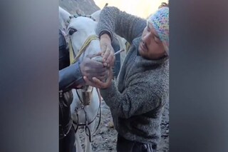 ঘোড়াকে জোর করে গাঁজা খাওয়াচ্ছে মালিক