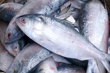 ইলিশ