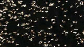 গরমের জ্বালা তো জুড়োল; কিন্তু বর্ষা আসতে না আসতেই বাড়ছে পোকামাকড়ের দাপট! রইল রেহাই পাওয়ার ঘরোয়া টোটকা! গরমের জ্বালা তো জুড়োল; কিন্তু বর্ষা আসতে না আসতেই বাড়ছে পোকামাকড়ের দাপট! রইল রেহাই পাওয়ার ঘরোয়া টোটকা!