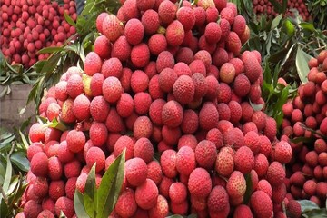 লিচু।