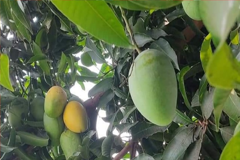 *গরমকাল মানেই আমের মরশুম। ফলের রাজা আম গরমকালে বাংলার প্রত্যেক ঘরেই পাওয়া যায়। তবে গরমকাল চলে গেলেও ইচ্ছে হলেই যাতে আমের স্বাদ নেওয়া যায় সেই কারণে বিভিন্ন উপায় কাঁচা অথবা পাকা আমকে রাখা হয় সংরক্ষিত করে। এখনও পর্যন্ত বিভিন্ন বাড়ির মহিলারা কাঁচা অথবা পাকা আমকে ঘরোয়া পদ্ধতিতে সংরক্ষিত করে সারা বছর আমের স্বাদ উপভোগ করেন। আসুন জেনে নেওয়া যায় কি কি পদ্ধতিতে আপনি সংরক্ষিত করতে পারবেন কাঁচা এবং পাকা আমকে। 