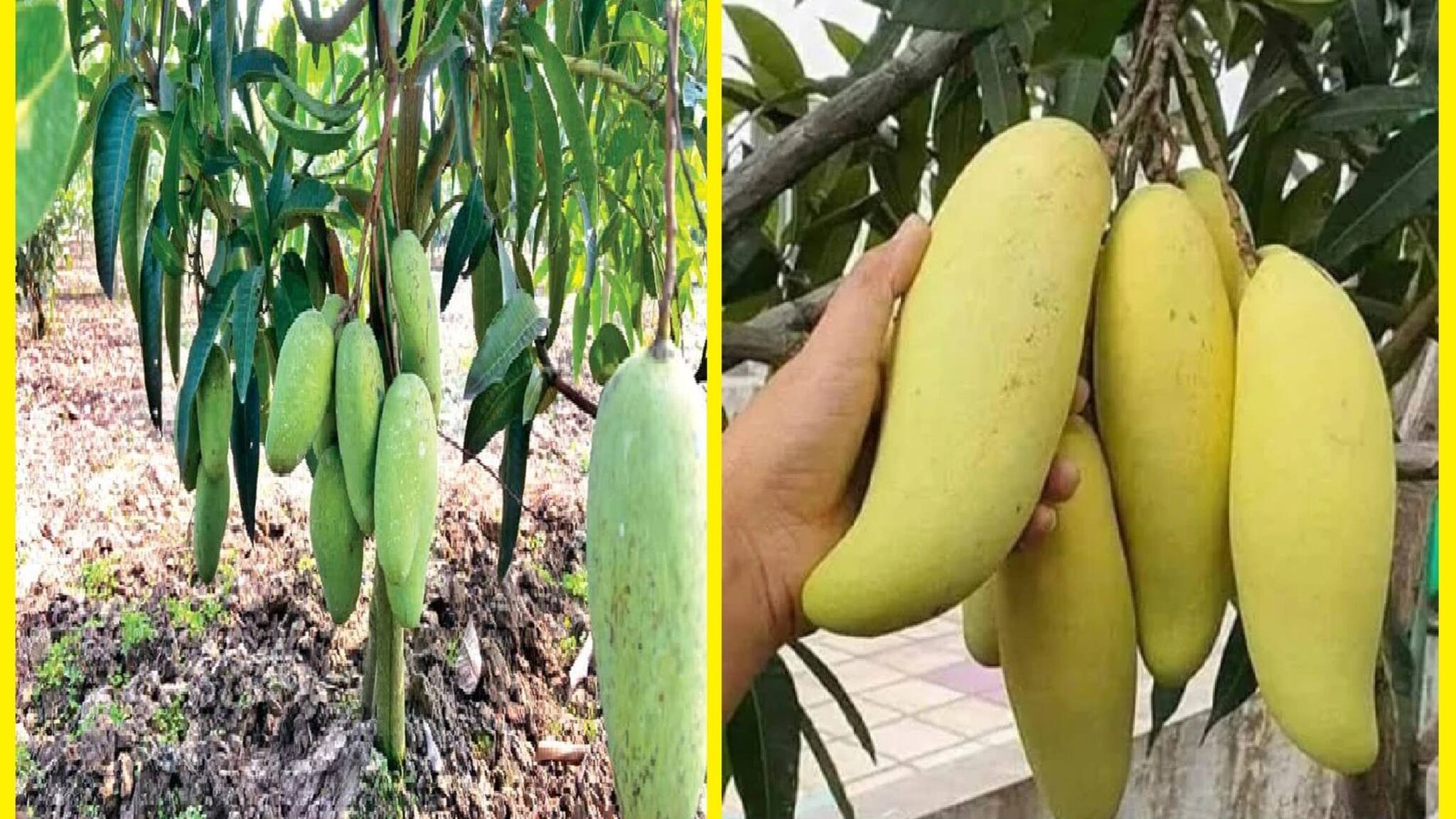Earn Money: বিদেশি আমের চাষ করে মোটা টাকা আয়, নাম শুনেছেন ব্যানানা ম্যাঙ্গো, কাটিমন ম্যাঙ্গো-র