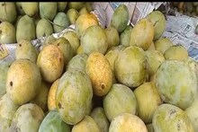 ধাঁইধাঁই করে আকাশ ছুঁচ্ছে আমের দাম, কত টাকায় খেলছে হিমসাগর-ল্যাংড়া
