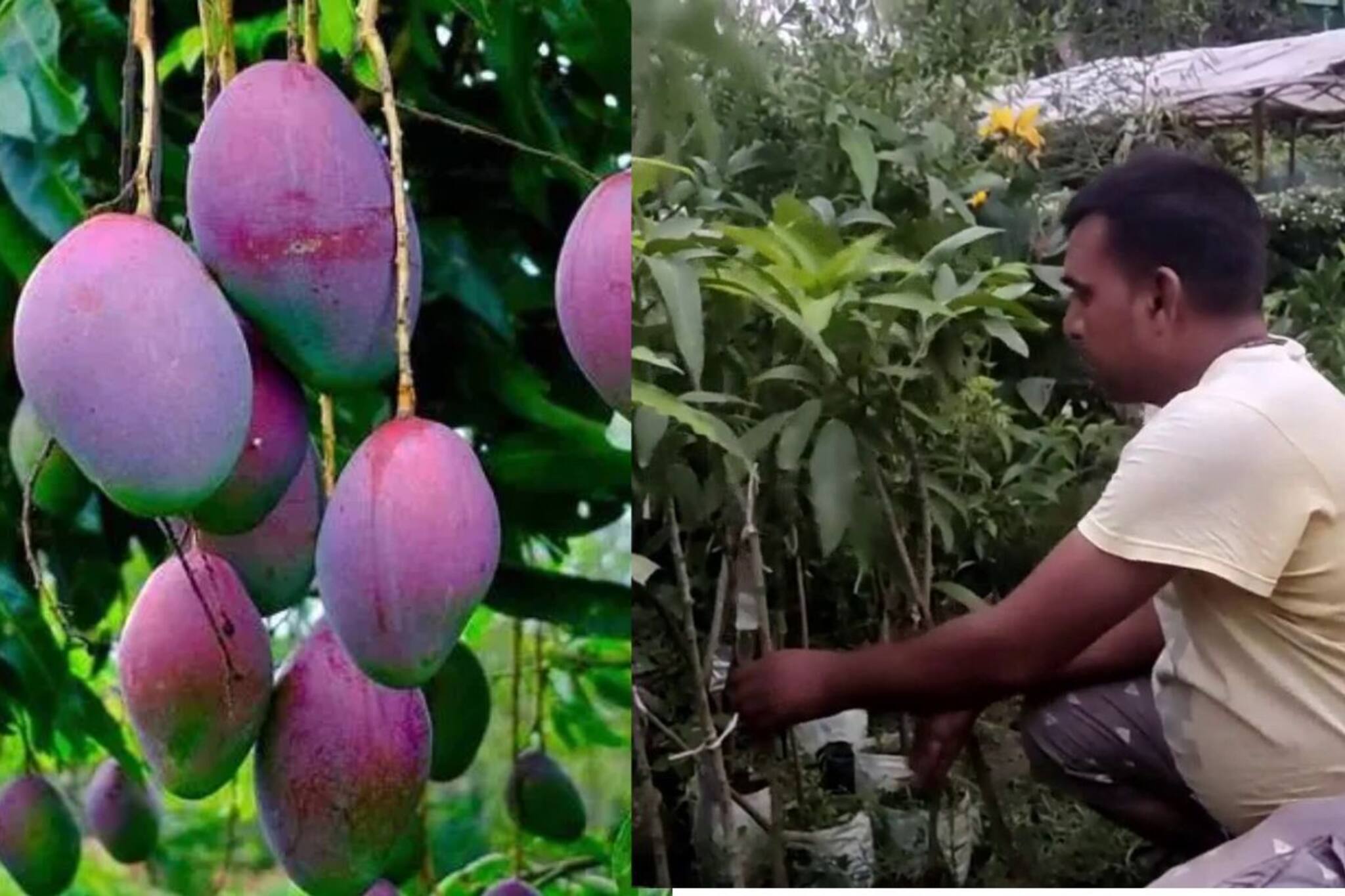 পৃথিবীর সবচেয়ে দামি ‘মিয়াজাকি আম’ ফলবে আপনার বাড়ির ছাদে!