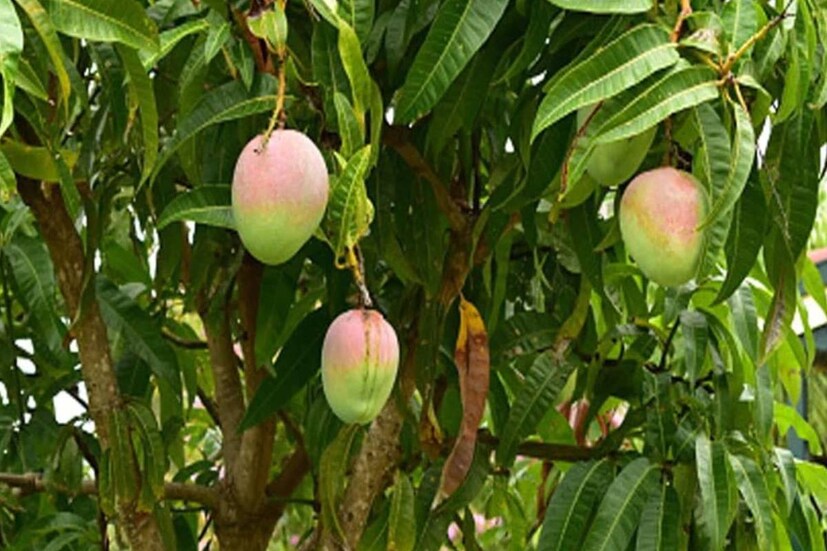 বাড়ির কিছু দূরে রোপন করুন পাঁচটি আমগাছ৷ নিয়মিত জল দিন ওই গাছগুলিতে৷ মনে করা হয়, এই রীতি পালন করলে বিবাহজনিত সব বাধা বিঘ্ন৷
