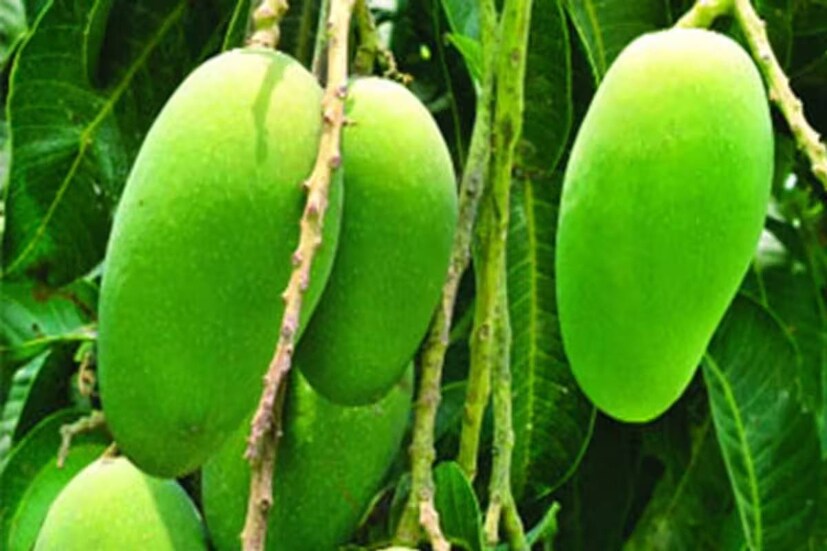 মুর্শিদাবাদের নানা অংশে পাইকারি বাজারে এখন কাঁচা আমের দর কেজি প্রতি ১১ থেকে ১২ টাকা৷