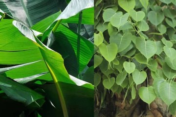 বাড়ির কাছে এই পবিত্র গাছগুলি আছে? এদের অবহেলা করবেন না, সৌভাগ্য আসবেই