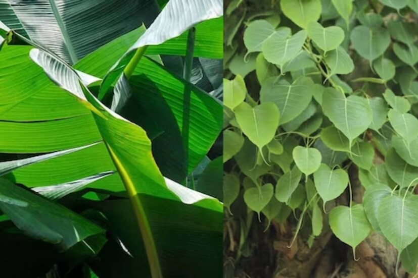 প্রাচীন রীতিনীতি ও ধর্মবিশ্বাসে প্রকৃতির বিশেষ গুরুত্ব রয়েছে। ভারতীয় সংস্কৃতিতেও এর অন্যথা হয়নি। প্রাচীন আচার ও বিশ্বাসে বিশেষ স্থান অধিকার করে আছে গাছপালা ও বনজ বনস্পতি।