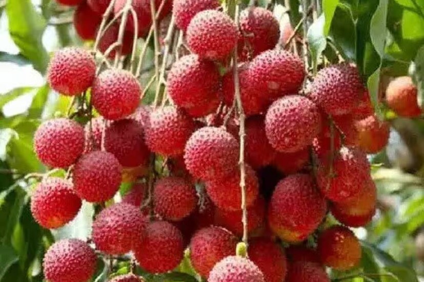 Disclaimer: এই প্রতিবেদনটি কেবলমাত্র সাধারণ তথ্যের জন্য, তাই বিস্তারিত জানতে হলে সর্বদা বিশেষজ্ঞের পরামর্শ নিন। (সব ছবি-নেটমাধ্যম)