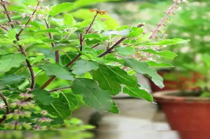 বাড়ির প্রবেশদ্বারে তুলসিগাছ না রাখাই বাঞ্ছনীয়৷ যেখানে আবর্জনা থাকে, যেখানে চটিজুতো খোলেন সেখানে কখনওই তুলসিগাছ রাখবেন না৷ 