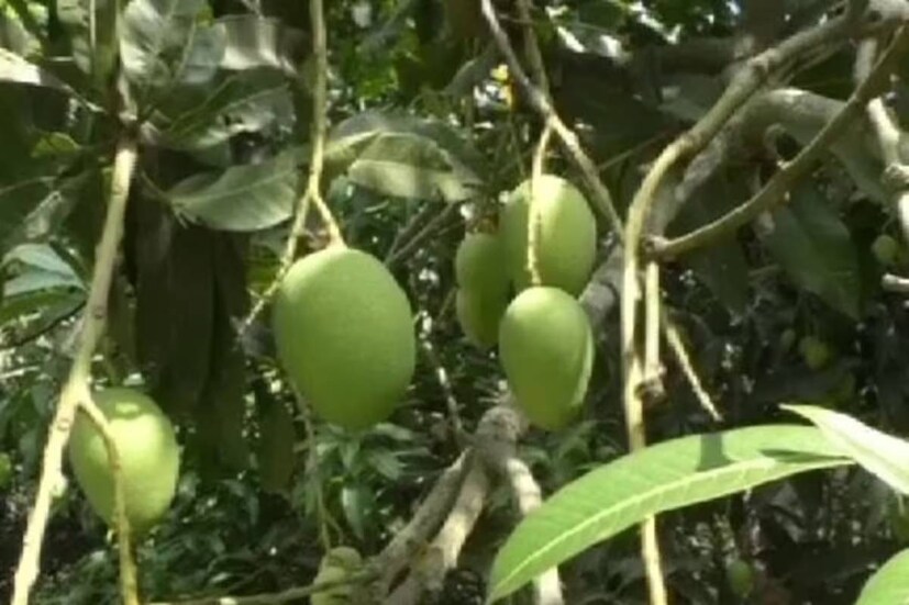 প্রাচীন রীতি অনুযায়ী, আমগাছকে পুজো করা খুবই শুভ বলে মনে করা হয়৷ তাই বাস্তু মতে আমগাছ রোপন করুন৷ আমপাতা কাজে লাগান৷ সংসারের শ্রীবৃদ্ধি হবেই৷