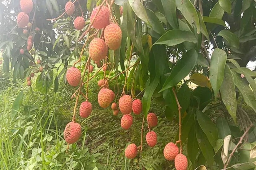 পুষ্টিবিদ অঞ্জু সুদ জানিয়েছেন যদি ডায়াবেটিসে আক্রান্ত হওয়ার পরও রক্তে শর্করার মাত্রা নিয়ন্ত্রিত থাকে, তাহলে লিচু খাওয়া যেতে পারে৷ তাঁর কথায়, লিচুতে অন্যান্য ফলের মতোই ফ্রুক্টোজ আছে৷ ফ্রুক্টোজের মেটাবলিজমের জন্য ইনসুলিন দরকার হয় না৷