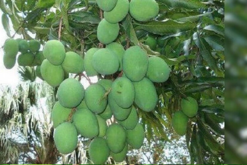 গাছপাকা আম পাইকারি বাজারে বিক্রি হচ্ছে কেজি প্রতি মাত্র ৫ থেকে ৮ টাকায়৷ 