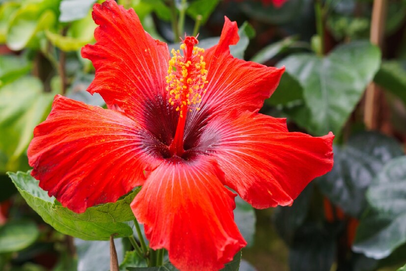 জবা ফুলের গুরুত্ব বাঙালিদের কাছে নতুন করা বলার নয়৷ বাড়ির উঠোনে যদি এক চিলতে মাটি থাকে, তাহলেও সেখানে আমরা জবা ফুলের গাছ লাগিয়ে থাকি৷ এই ফুল ঈশ্বরের প্রিয়৷ কিন্তু, বাড়ির কোন দিকে জবা গাছ লাগালে সবচেয়ে ভাল ফল পাওয়া যায়, তা আমরা অনেকেই জানি না৷  
