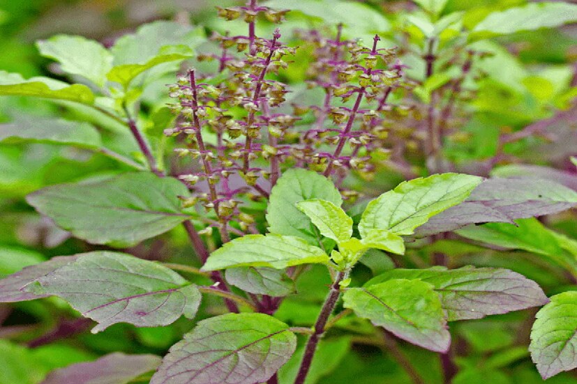 কৃষ্ণ তুলসী: কৃষ্ণ তুলসী বা শ্যামা তুলসীর রং গাঢ় বেগুনি। স্বাদ রাম তুলসীর মতো তেমন মিষ্টি নয়। ধর্মীয় বিশ্বাস অনুসারে, এই তুলসী ভগবান শ্রীকৃষ্ণের অত্যন্ত প্রিয়।