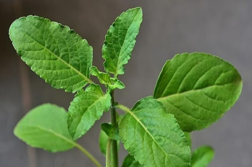 পূজোপাঠেও রাম তুলসীর বিশেষ তাৎপর্য রয়েছে। 