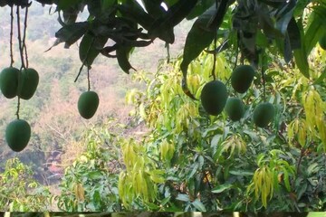 সপ্তাহের বিশেষ দিনে আমপাতা দিয়ে এই মাঙ্গলিক কাজ করলে কাটবে বিঘ্ন