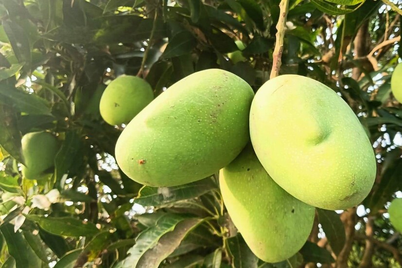 আমগাছ, আম এবং আমপাতাকে কীভাবে জীবনে শুভ ফললাভে কাজে লাগানো যায়, সে বিষয়ে নানা মত রয়েছে৷ 