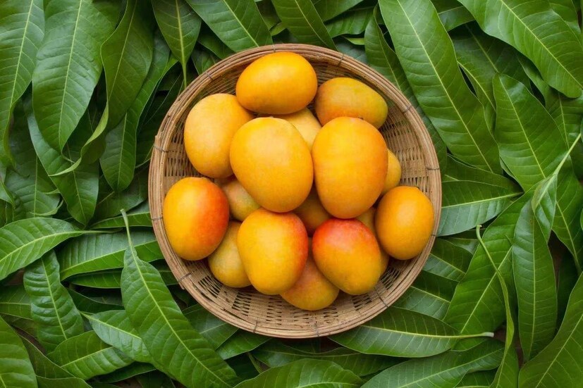 মুর্শিদাবাদের বিভিন্ন বাগানে এ বার প্রচুর পরিমাণে আম ফলেছে৷ 