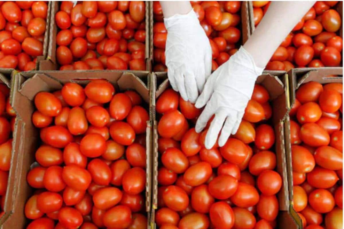 Tomato Price: ৩০ থেকে একলাফে ১০০! দেশ জুড়ে রকেটের গতিতে দাম বাড়ছে টমেটোর,  জানুন মূল্যবৃদ্ধির কারণtomato price crossed rs 100 per kg in bengaluru  market – News18 Bangla