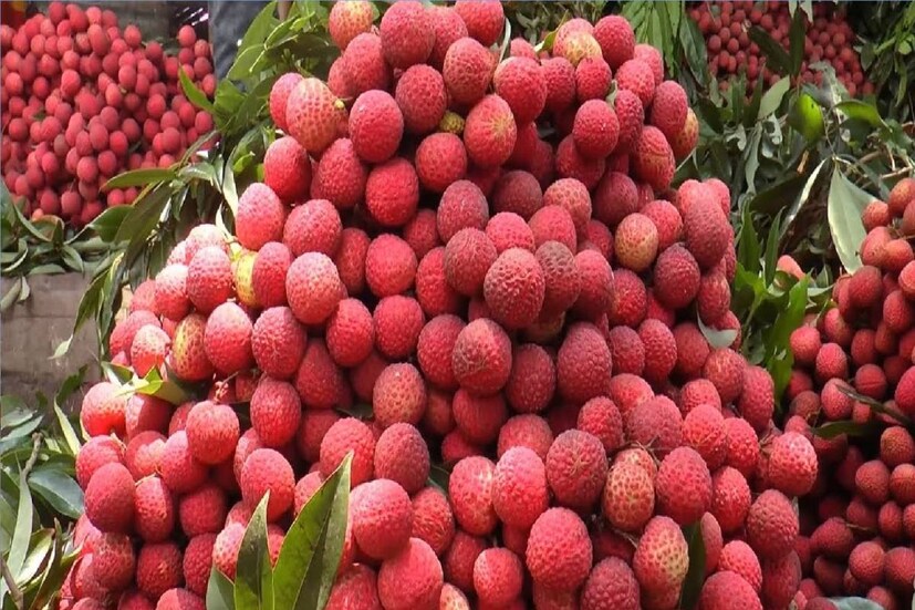 লিচুর গ্লাইসেমিক ইনডেক্স প্রায় ৫০৷ যে সব খাবারের গ্লাইসেমিক ইনডেক্স ৫৫-র কম, সেগুলি পরিপাক হতে সময় লাগে৷ ফলে রক্তে শর্করার মাত্রাও ধীরগতিতে বাড়ে৷ ঝড়ের বেগে শর্করামাত্রা বৃদ্ধি পায় না এই খাবারগুলির প্রভাবে৷
