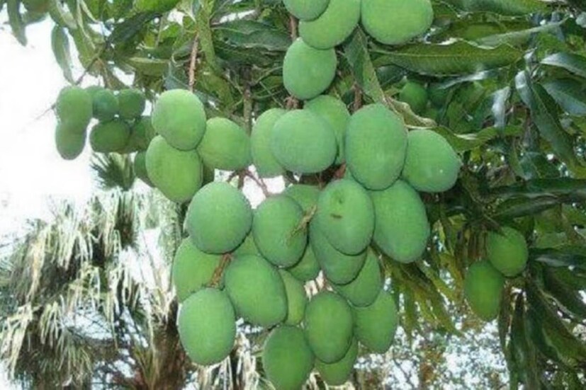 গত বছর মুর্শিদাবাদে আমের ফলন কম হয়েছিল৷ এ বার তার উল্টো ছবি৷
