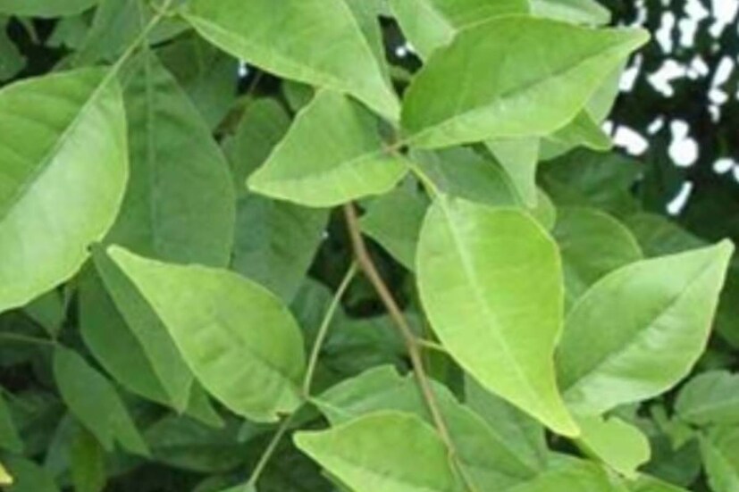গাছ থেকে তোলার পর বেলপাতা ভাল করে ধুয়ে পরিষ্কার করে নেবেন৷ মহাদেবকে নিবেদন করার আগে বেলপাতার গায়ে চন্দনের স্পর্শে লিখুন ‘ওম’৷