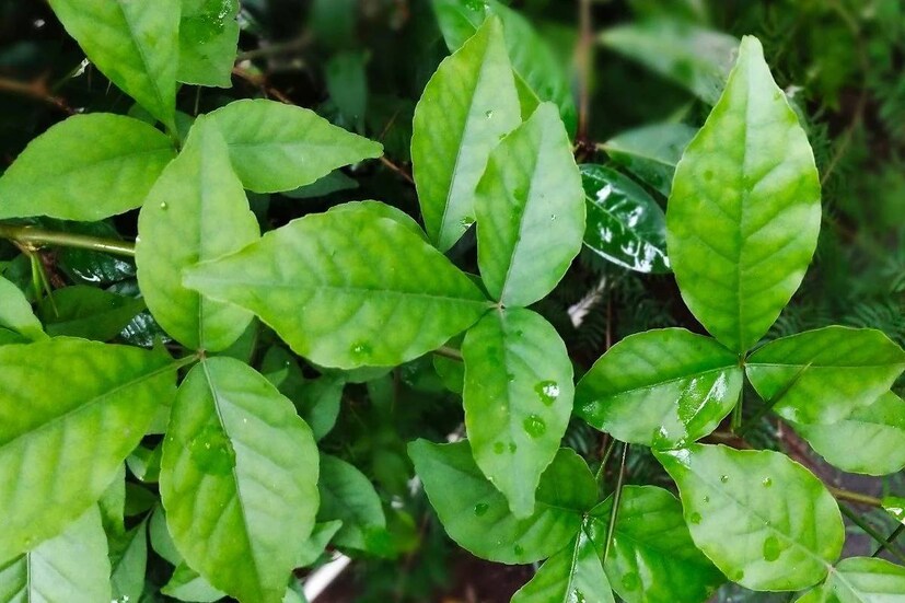 Disclaimer: এই প্রতিবেদনটি কেবলমাত্র সাধারণ তথ্যের জন্য, তাই বিস্তারিত জানতে হলে সর্বদা বিশেষজ্ঞের পরামর্শ নিন। (সব ছবি-নেটমাধ্যম)