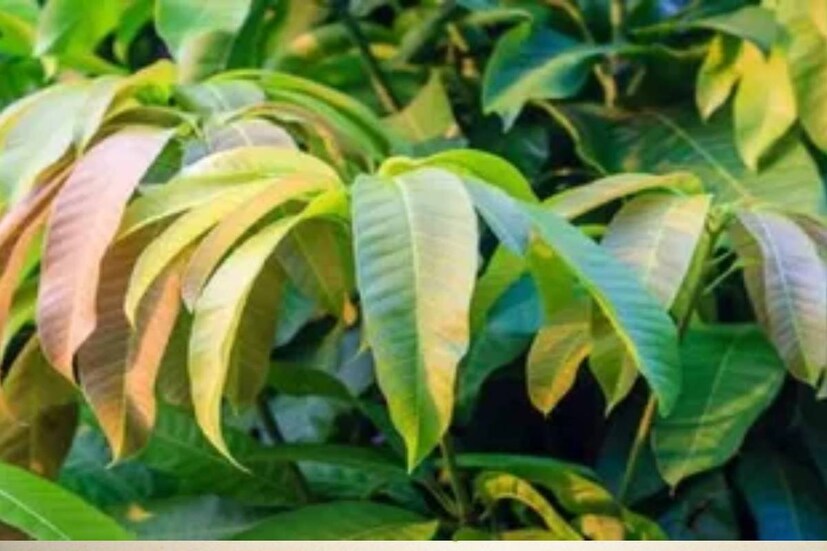  বাড়ির কোন দিকে আমগাছ রোপন করবেন, সে নিয়েও রয়েছে বাস্তু পরামর্শ৷ বিশেষজ্ঞরা বলেন, সব সময় বাড়ির দক্ষিণ পশ্চিম দিকে আমগাছ থাকা শ্রেয়৷ এতে সংসারের শুভ হয়৷ সংসারে সুখসমৃদ্ধি উপচে পড়ে৷